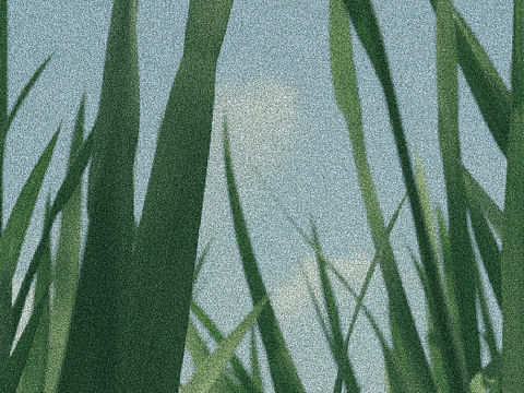 夏天 乡下的一些绿