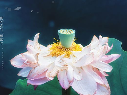 植物摄影