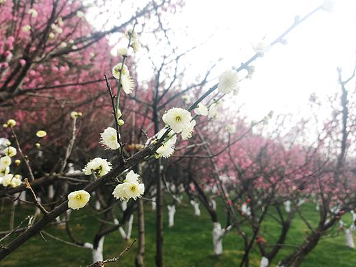 年前游园赏梅