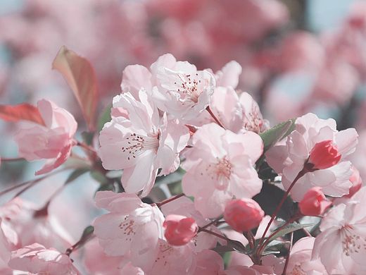 山塘桃花