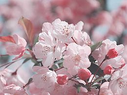 花