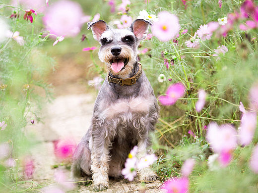 真正的老爷爷小雪雪纳瑞（个人主页-ZMTQzMjE5NDQ=） - 宠物摄影 - 站酷设计师熊球球原创素材 - 站酷ZCOOL