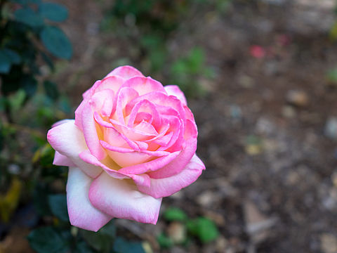 桥头油菜花中堂随拍