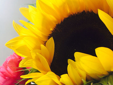 四月----iphone 摄影（个人主页-ZMjE2MDEzNzY=） - 产品摄影 - 站酷设计师米修司原创素材 - 站酷ZCOOL