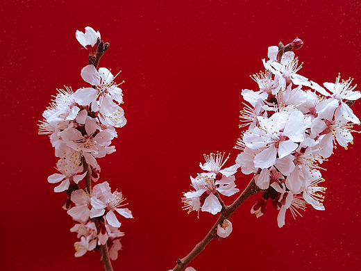 一枝红杏出墙来