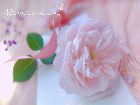 月季花-索菲罗莎（个人主页-ZNTYzOTgzMDA=） - 其他摄影 - 站酷设计师Mintoria原创素材 - 站酷ZCOOL