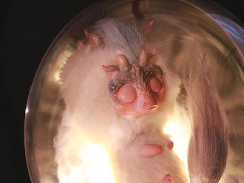 不关门-“二十四节气”望春风系列幻兽