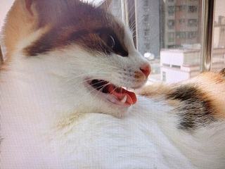 家有萌猫~K咪咪