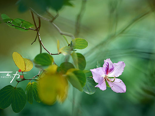 紫荊花（个人主页-ZNDIyNzU5NzY=） - 风光摄影 - 站酷设计师阿功人像原创素材 - 站酷ZCOOL