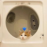 三岁草莓的头像