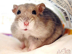 我的宝贝&nbsp;小2子