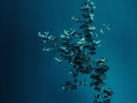 一顆尤加利（個(gè)人主頁-ZNDAyMTE4MDg=） - 產(chǎn)品攝影 - 站酷設(shè)計(jì)師是大仙呀原創(chuàng)素材 - 站酷ZCOOL