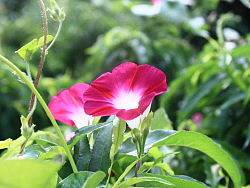 牵牛花