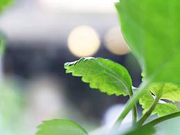 少年時(shí)，躊躇滿志。