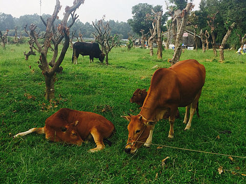 自然（个人主页-ZMTkxNDkxNjg=） - 宠物摄影 - 站酷设计师米修司原创素材 - 站酷ZCOOL