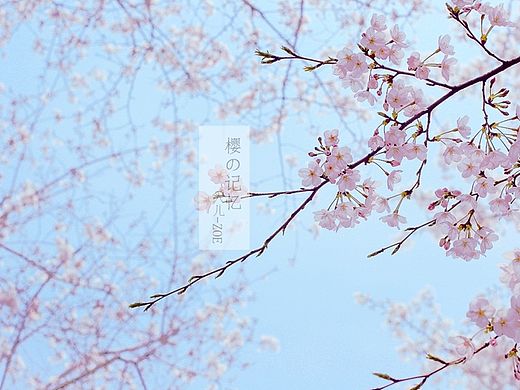 樱花梅花拍摄，新人一枚，什么都还不懂，慢慢练手开始