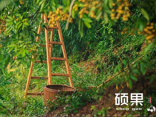 硕果