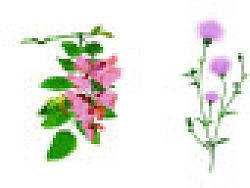 本草（个人主页-ZMzEzMDc5Ng==） - 商业插画 - 站酷设计师morygggg原创素材 - 站酷ZCOOL