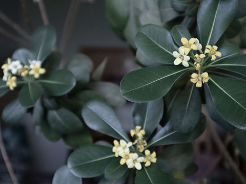 我的工作室，（个人主页-ZMzUzMzQ5MjQ=） - 其他 - 站酷设计师厚厚sgq原创素材 - 站酷ZCOOL