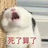 隔壁邻居家的野猫的头像