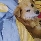 吐叉叉的头像