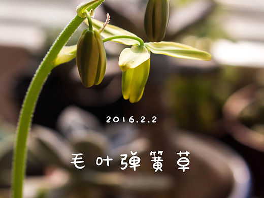 【护花手帐】毛叶弹簧草