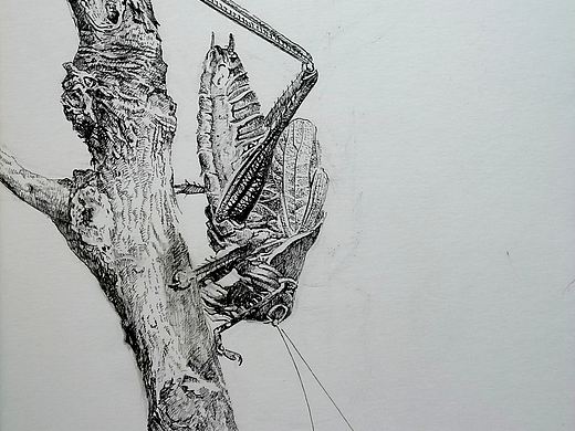 钢笔画《他日高歌》