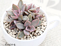 手機(jī)主題圖標(biāo)