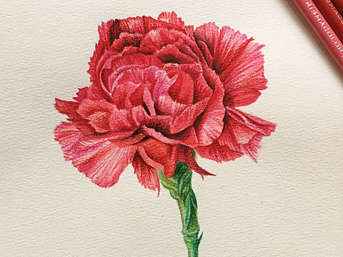 母亲节，彩铅一朵康乃馨