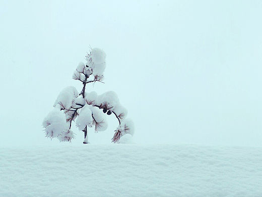 雪后的阳光 使用锤子T1拍摄（个人主页-ZMTQxNjA2NTY=） - 风光摄影 - 站酷设计师lixiangpeng1122原创素材 - 站酷ZCOOL