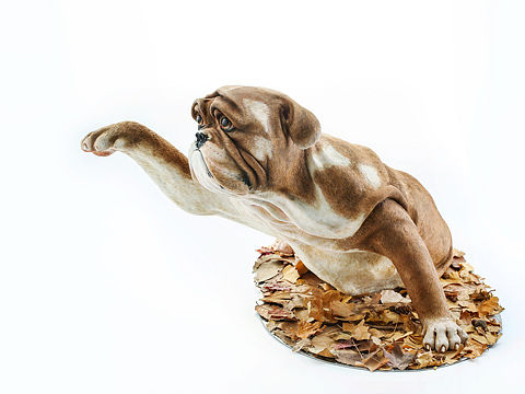 一只即将退休的蛋糕狗