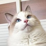 几粒米的头像