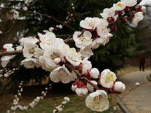 春（个人主页-ZMTUzMjY2MTY=） - 风光摄影 - 站酷设计师Yes或者No原创素材 - 站酷ZCOOL