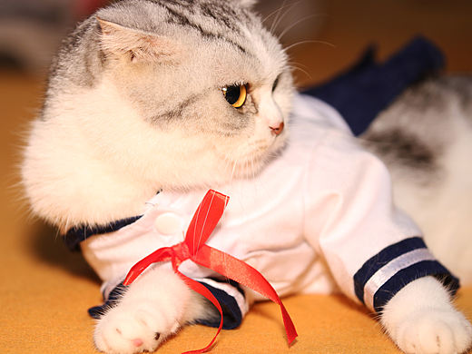 躺在地上的寵物貓（個人主頁-ZMjgzMzQzMzY=） - 寵物攝影 - 站酷設(shè)計師steven690原創(chuàng)素材 - 站酷ZCOOL