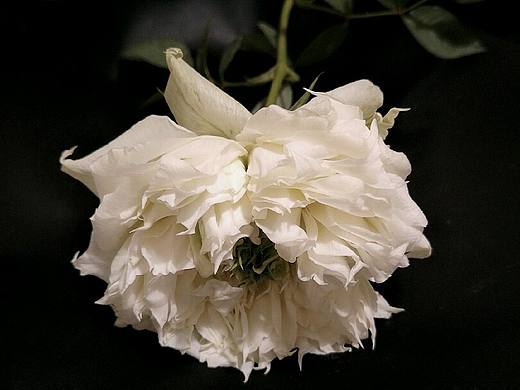 花了（个人主页-ZNDMxNTMxNjQ=） - 风光摄影 - 站酷设计师麻雀仙子原创素材 - 站酷ZCOOL