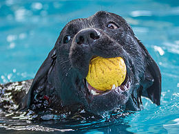 巴迪家寵物攝影，拍攝樣片3