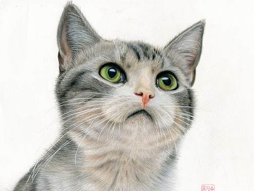 彩铅-冥想喵