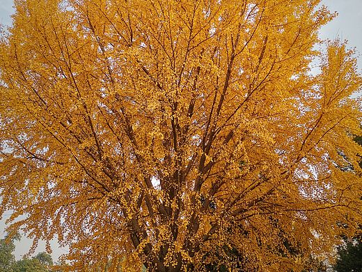 入秋—銀杏（個人主頁-ZNDg4NzMwNzY=） - 風光攝影 - 站酷設(shè)計師丨滄溟丨原創(chuàng)素材 - 站酷ZCOOL