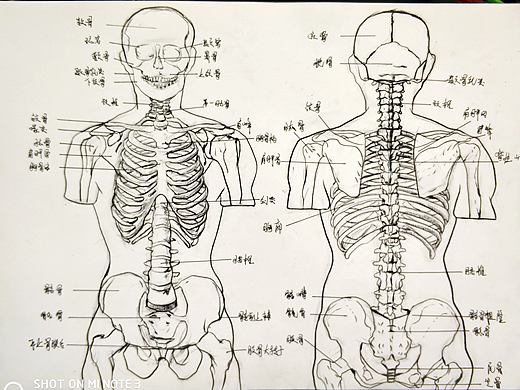 20年人体结构绘制