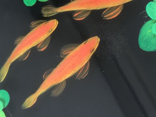 【树脂鱼画】“三人行 必有我师”