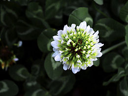 那些花