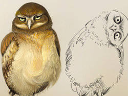  猫头鹰角色绘制