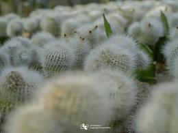 廈門植物園｜仙人掌??：好熱！好熱！熱到扭曲！