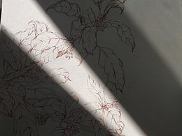 线描出来的花卉