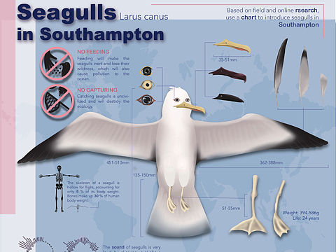 海鸥科普类信息图表
