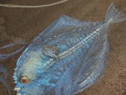 秋水澄清見發(fā)毛，錦鱗行處水紋搖。