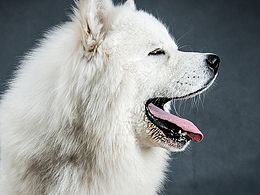 摄影