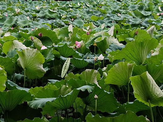 莲