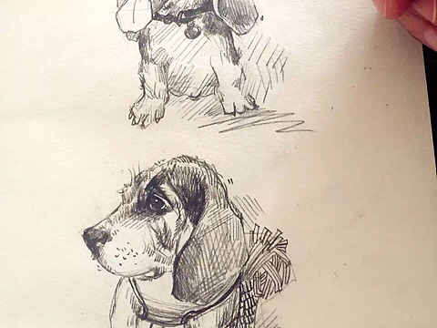 家里大笨狗.傻傻的，小涂鸦。