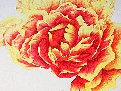 盛开的花 彩铅练习